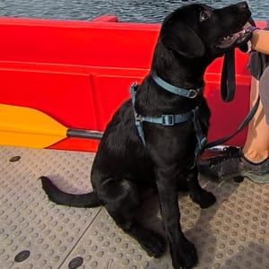 Dobrodošao, Marley! HGSS-ovci iz Zadra imaju novog člana tima