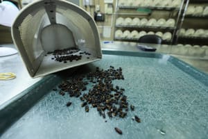 SAD planira bacati milijune sterilnih muha iz aviona, a ista metoda već se koristi i u Zagrebu